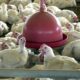 argelia-abre-mercado-para-carne-de-frango-do-brasil,-diz-itamaraty