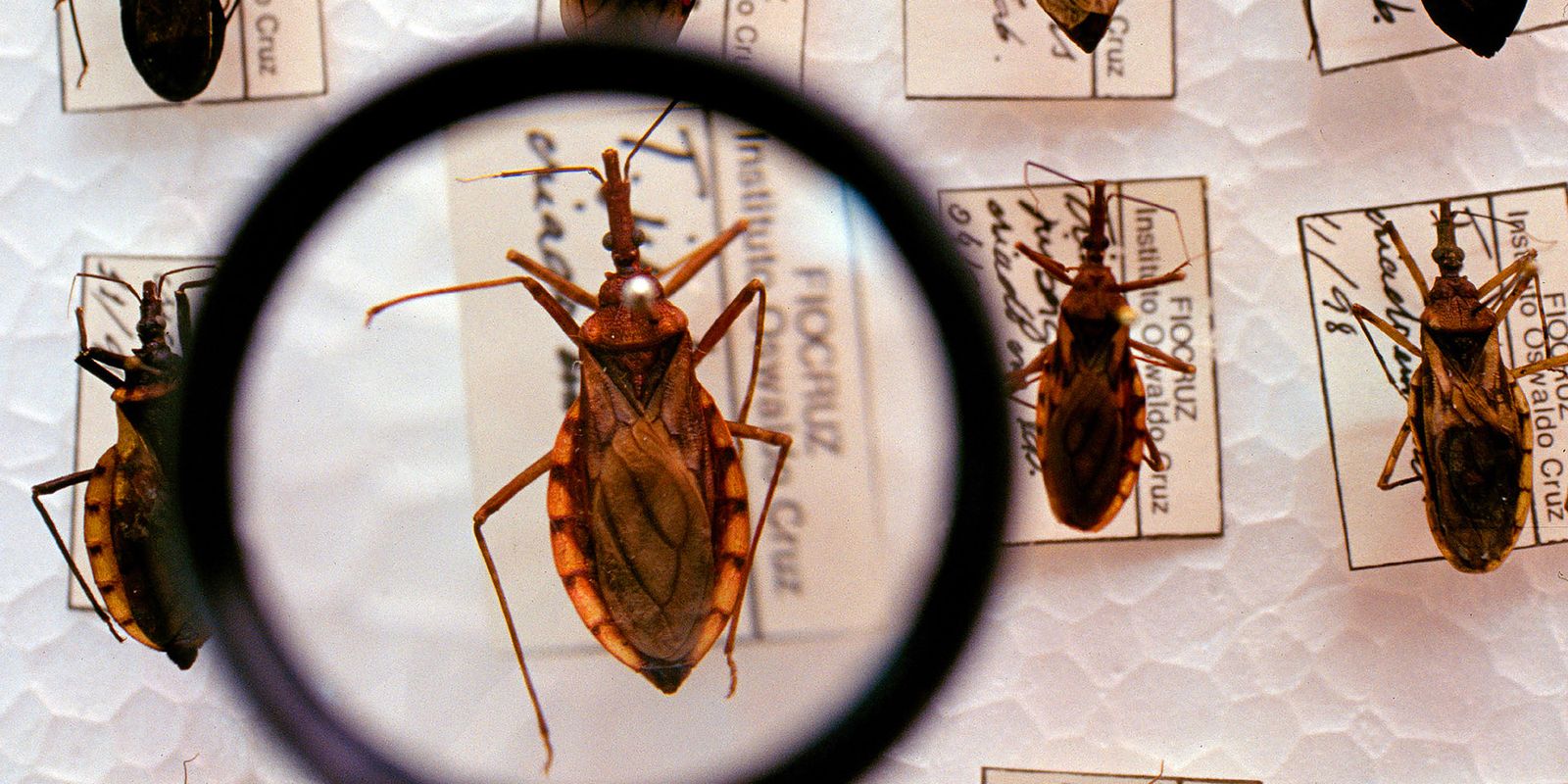 plataforma-pretende-reunir-pesquisas-sobre-a-doenca-de-chagas