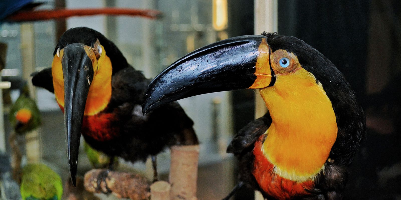 museu-de-zoologia,-no-rio,-apresenta-mostra-sobre-ciencia-e-sociedade
