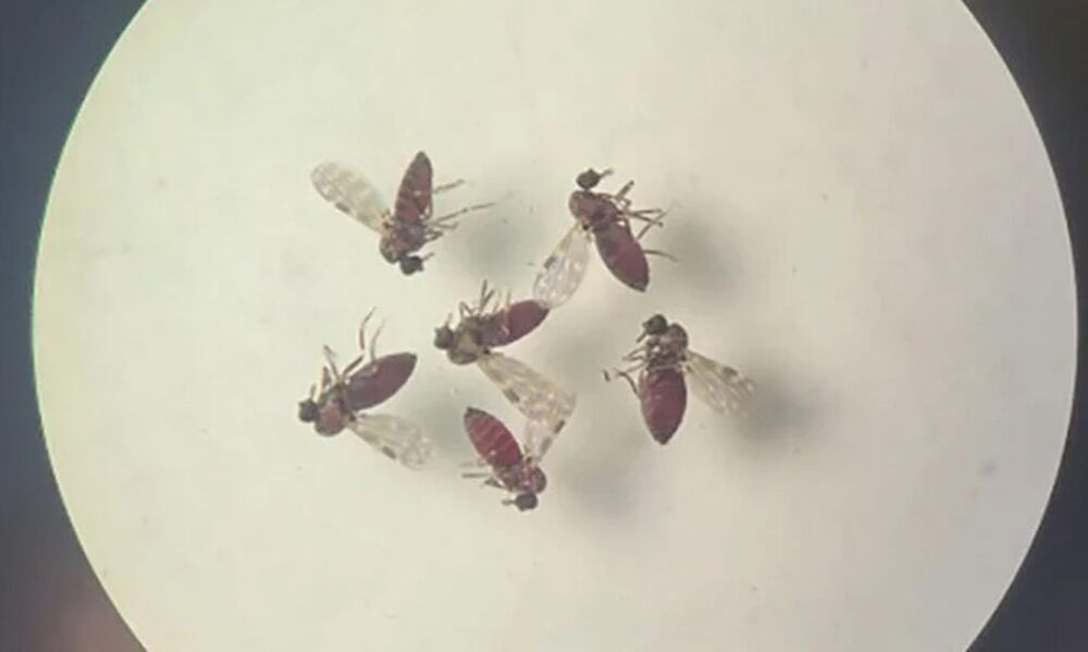 saude-registra-anomalia-congenita-em-bebe-associada-ao-oropouche