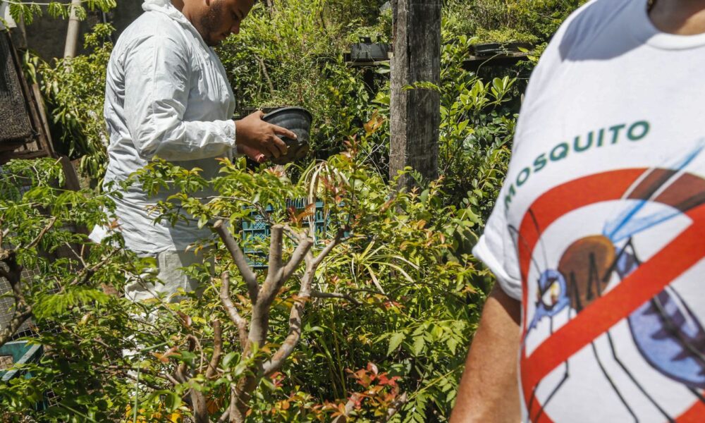 brasil-tem-mais-de-6,5-milhoes-de-casos-provaveis-de-dengue-este-ano