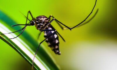 ministerio-da-saude-quer-incorporar-vacina-contra-chikungunya-ao-sus