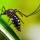 ministerio-da-saude-quer-incorporar-vacina-contra-chikungunya-ao-sus