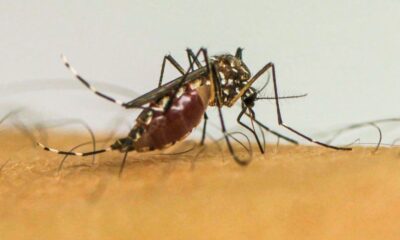 brasil-ultrapassa-1-milhao-de-casos-provaveis-de-dengue-em-2025