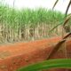 brasil-tera-segunda-maior-safra-de-cana,-segundo-estimativa-da-conab