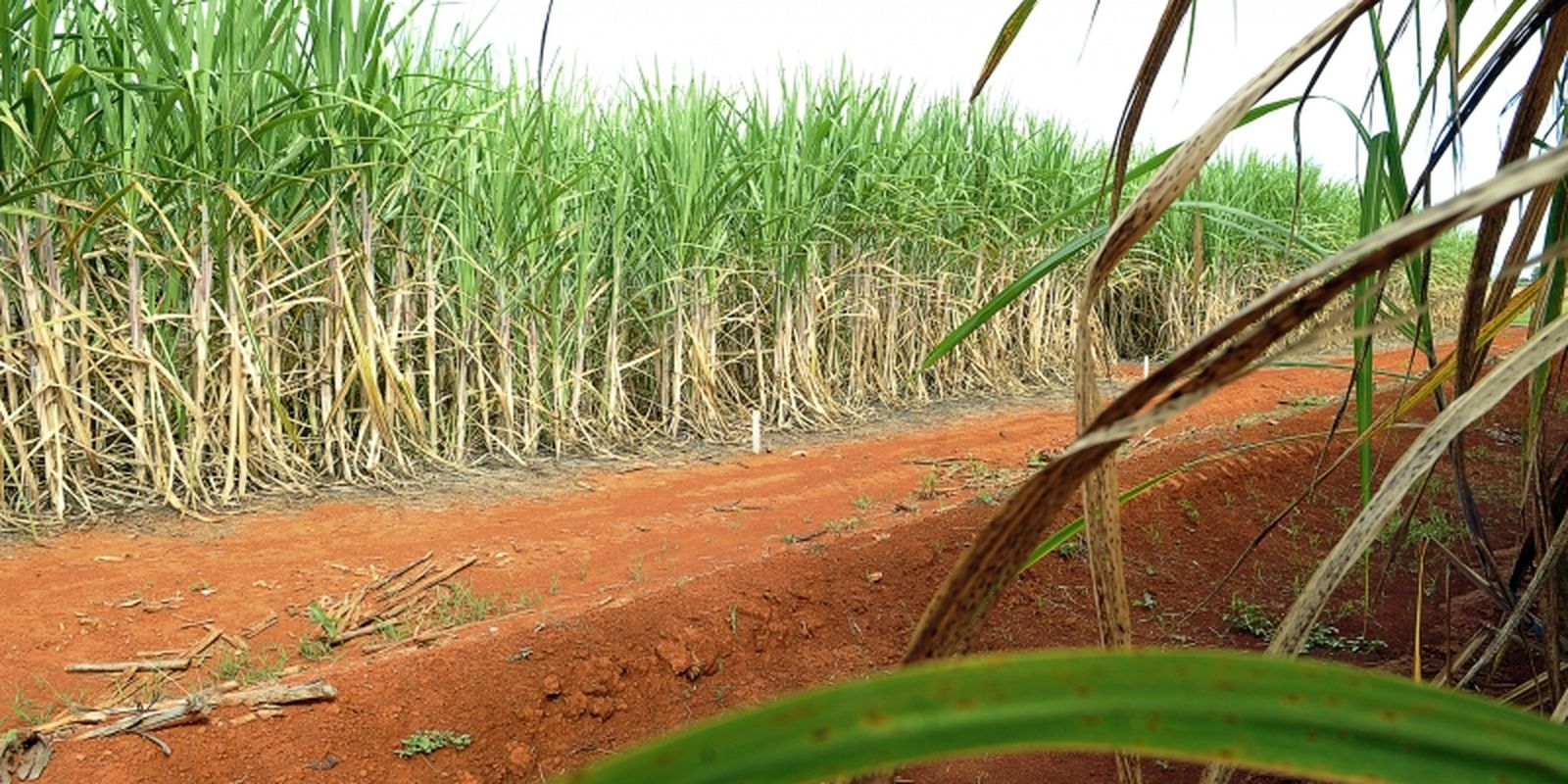 brasil-tera-segunda-maior-safra-de-cana,-segundo-estimativa-da-conab