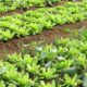 conab:-preco-da-batata-e-da-alface-caiu-em-marco