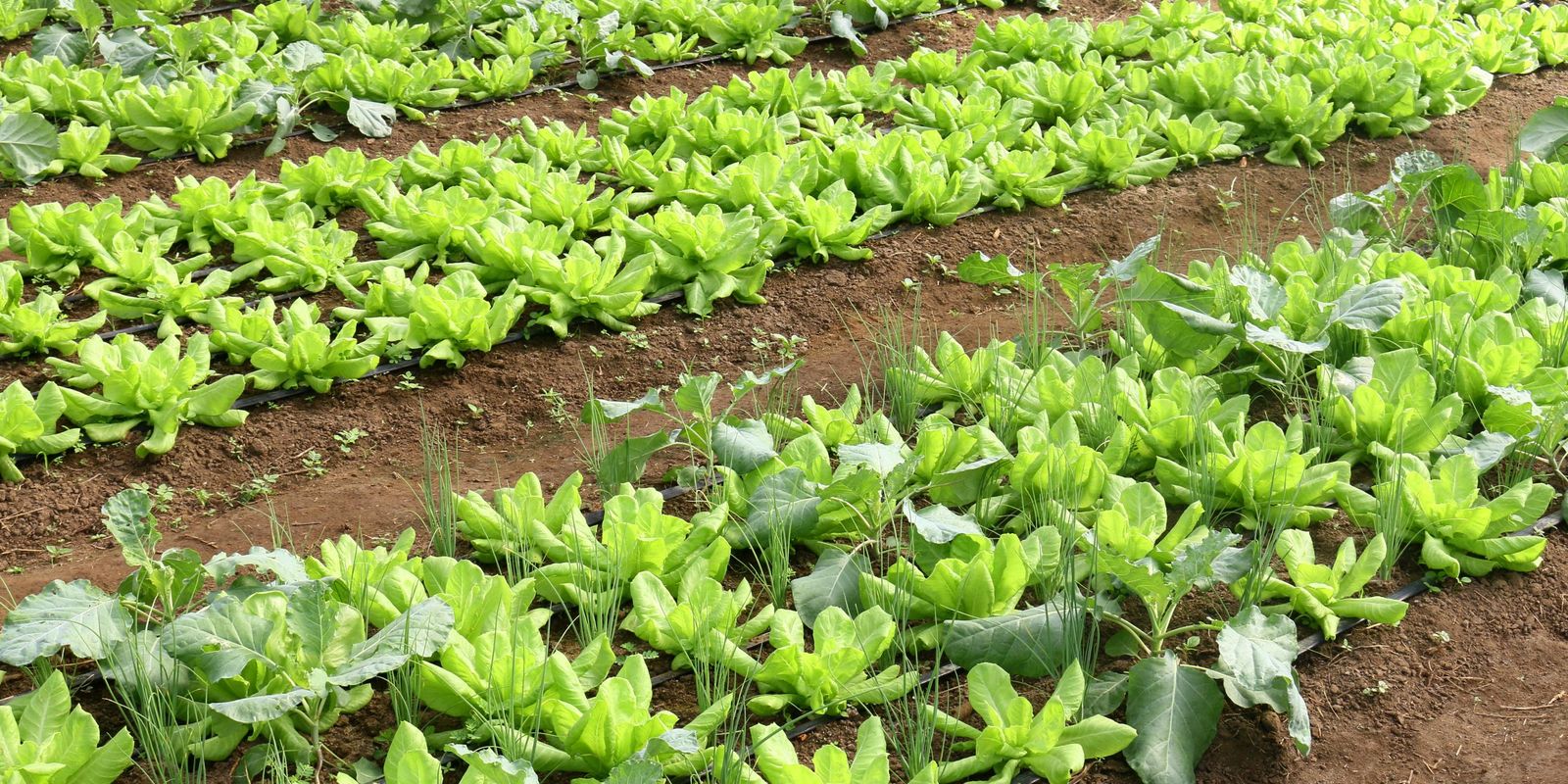 conab:-preco-da-batata-e-da-alface-caiu-em-marco