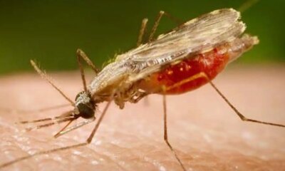 falta-de-diagnostico-e-obstaculo-para-eliminacao-da-malaria-no-brasil